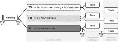The power of a touch: Regular <mark class="highlighted">touchscreen</mark> training but not its termination affects hormones and behavior in mice